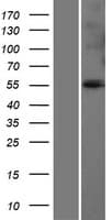GLUD1/Glutamate Dehydrogenase Protein (Over-Expression Lysate Myc-DDK (Flag))