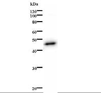 Monoclonal Mouse anti-Human E2F2 Antibody (clone 2302C4a, WB)
