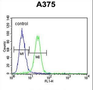 XRCC1 Antibody (aa407-435)