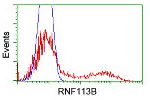 RNF113B Antibody (clone OTI2A6)