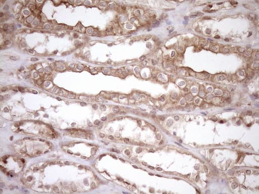 HOXC10 Antibody (aa1-262, clone OTI5C10, Carrier-free)