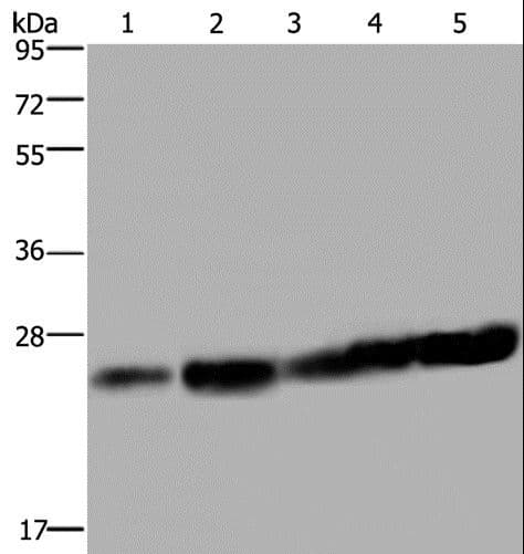 MOB1A Antibody