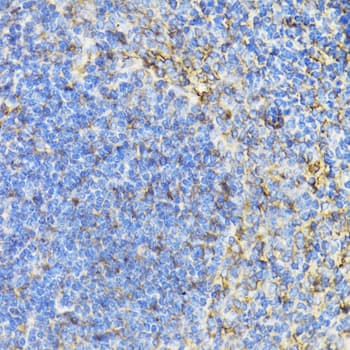STAT4 Antibody