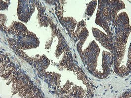 UBE2J1 Antibody (clone OTI3D1)