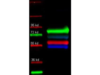 Polyclonal Rabbit anti-Human TF / Transferrin Antibody (Lyophilized, Biotin, IHC, WB)