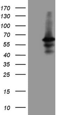 DUSP10 / MKP5 Antibody (aa180-482, clone OTI3D8)