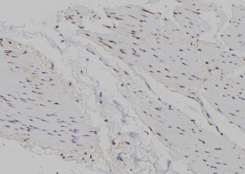 MSC / Musculin Antibody