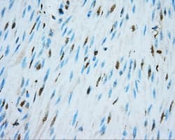 NIT2 Antibody (clone OTI3F3)