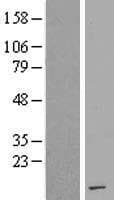HIST1H4E Protein (Over-Expression Lysate Myc-DDK (Flag))