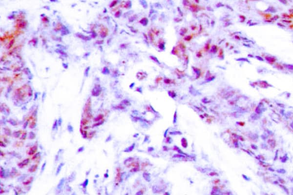 ATF4 Antibody (Arg239)