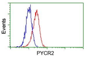 Monoclonal Mouse anti-Human P5CR2 / PYCR2 Antibody (clone OTI4A10, IF, WB)