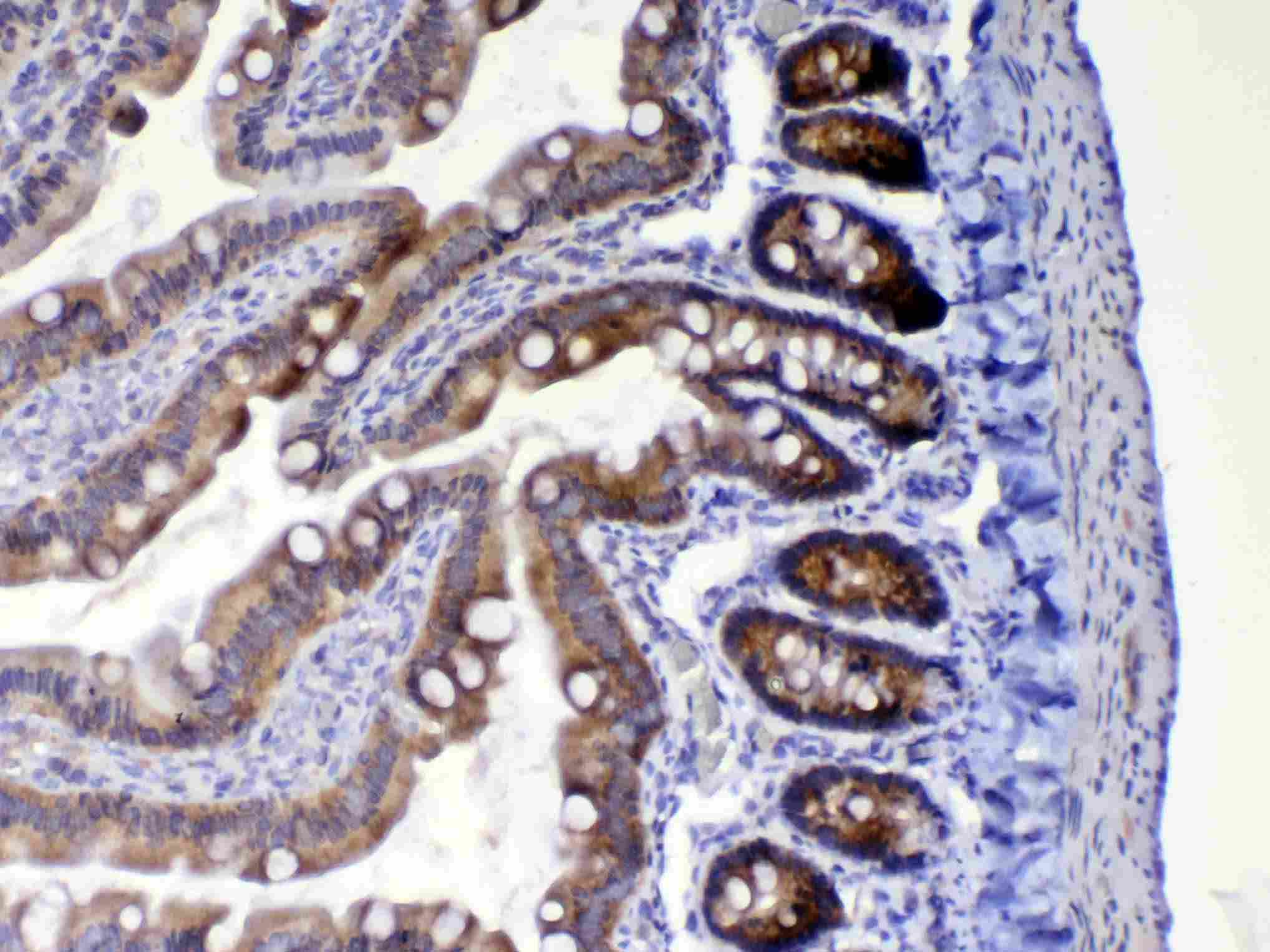 Polyclonal Rabbit anti-Rat WFDC2 / HE4 Antibody (IHC, WB)