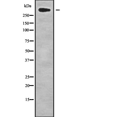 CHD8 Antibody