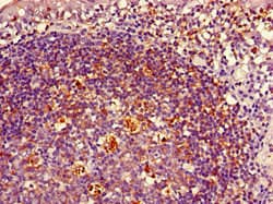 HLA Class II Histocompatibility Antigen, DRB1-3 Antibody (Biotin)