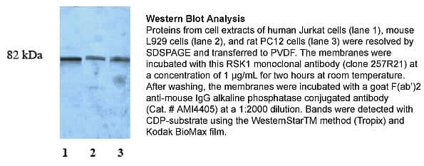 Monoclonal Mouse anti-Human RPS6KA1 / RSK1 Antibody (clone 257R21, WB)