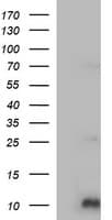COX6C Antibody (clone OTI4A5)