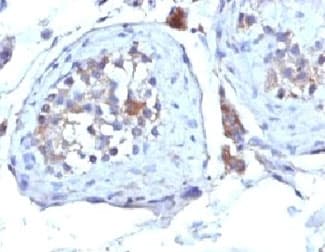 SHBG Antibody (clone SHBG/245)