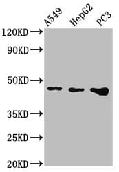 Polyclonal Rabbit anti-Human WNT7B Antibody (IHC, WB)