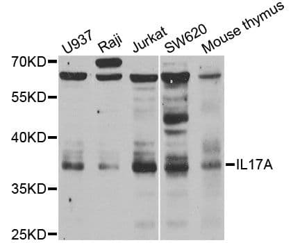 IL17A Antibody