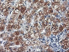 HARS2 Antibody (clone OTI5A9)