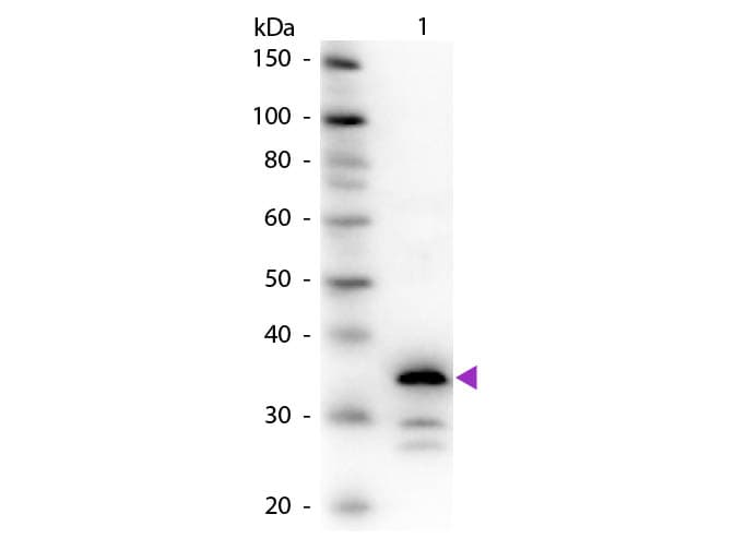CPB / Carboxypeptidase B Antibody (Liquid)