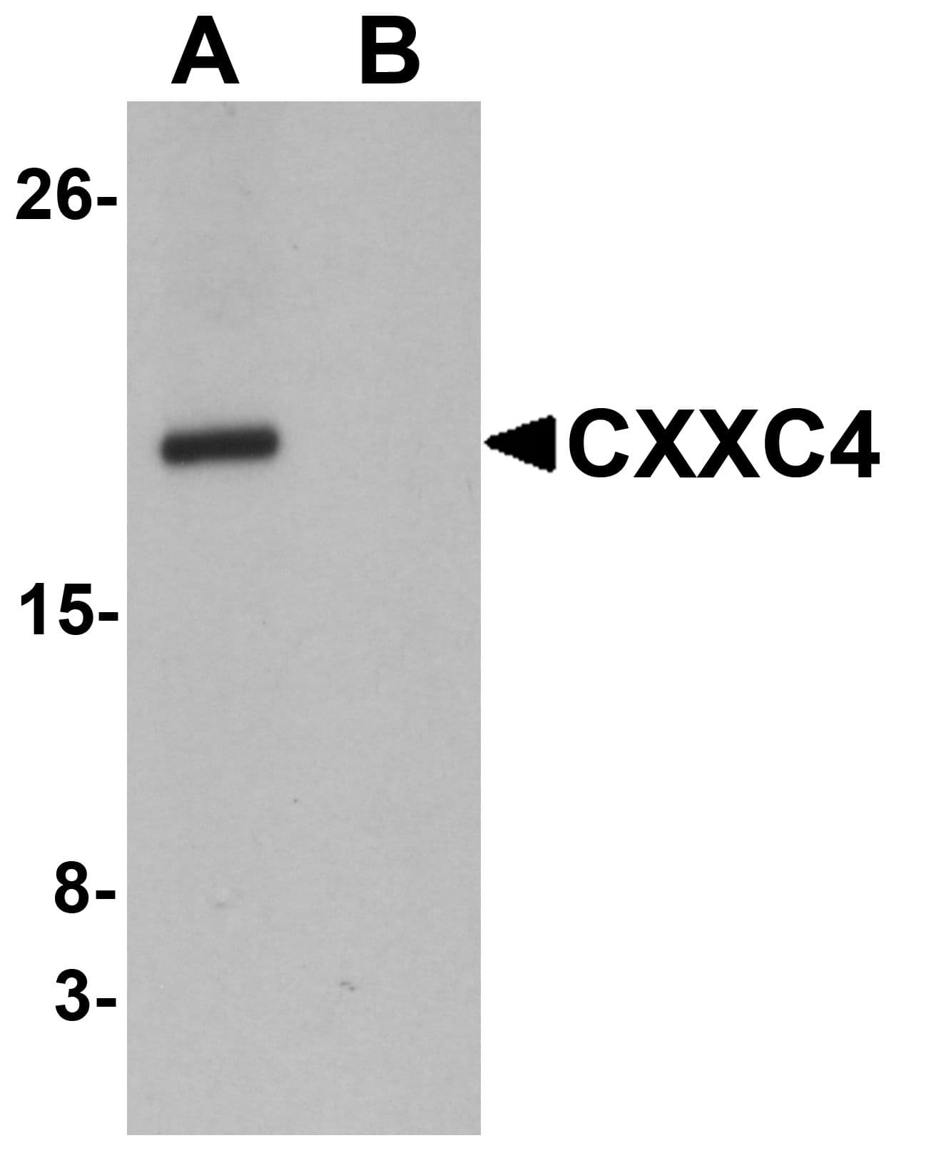 IHC-plus™ CXXC4 Antibody