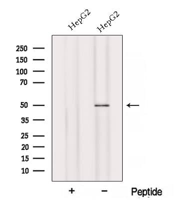 KATII / AADAT Antibody