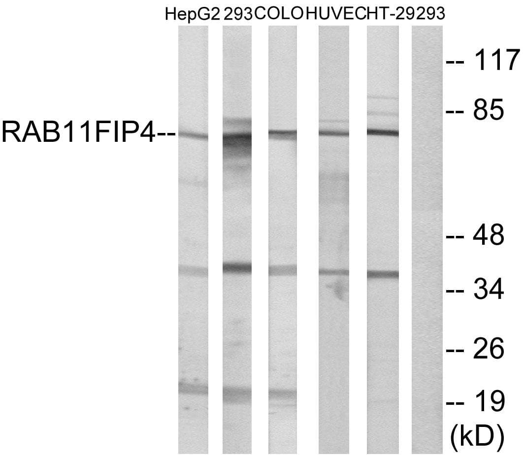 Polyclonal Rabbit anti-Human RAB11FIP4 / RAB11-FIP4 Antibody (WB)