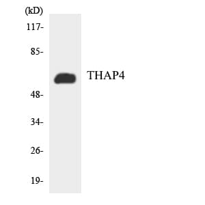 THAP4 Antibody (aa331-380)