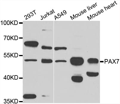 PAX7 Antibody