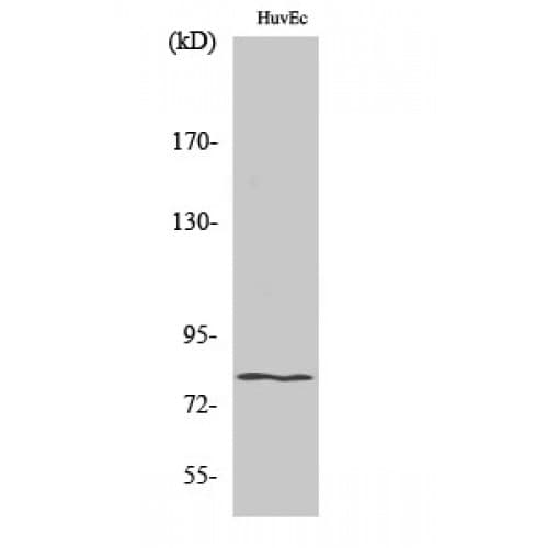 HIPK4 Antibody (480-560 aa, C-terminal)