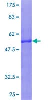 Human TICAM2 / TRAM Protein (Recombinant GST)