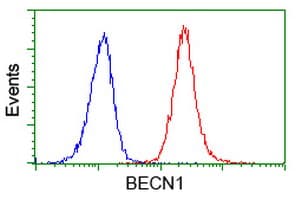 Monoclonal Mouse anti-Human BECN1 / Beclin-1 Antibody (clone OTI2C5, IF, WB)