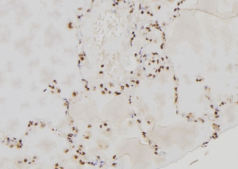 Polyclonal Rabbit anti-Human PER3 Antibody (IHC, IF, WB)