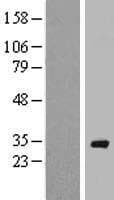 RAB40A / RAR2 Protein (Over-Expression Lysate Myc-DDK (Flag))