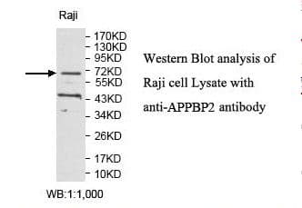 APPBP2 Antibody (aa374-584)