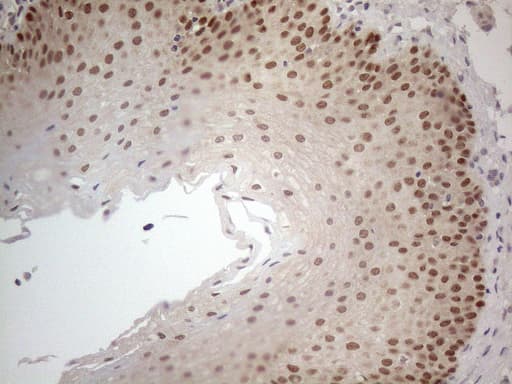 ZNF69 Antibody (clone OTI4A4)