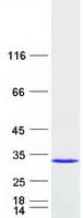 Human RAB14 Protein (Recombinant Myc-DDK (Flag))