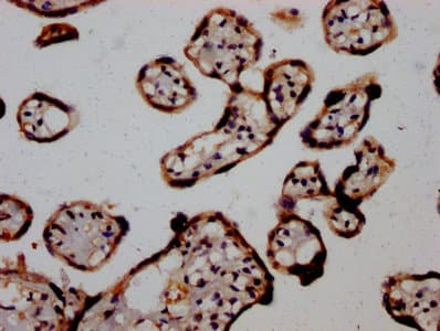AGO2 / EIF2C2 Antibody (aa517-818)