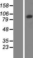 PCDHGB5 Protein (Over-Expression Lysate Myc-DDK (Flag))