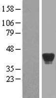 Human ADH7 Protein (Over-Expression Lysate Myc-DDK (Flag))