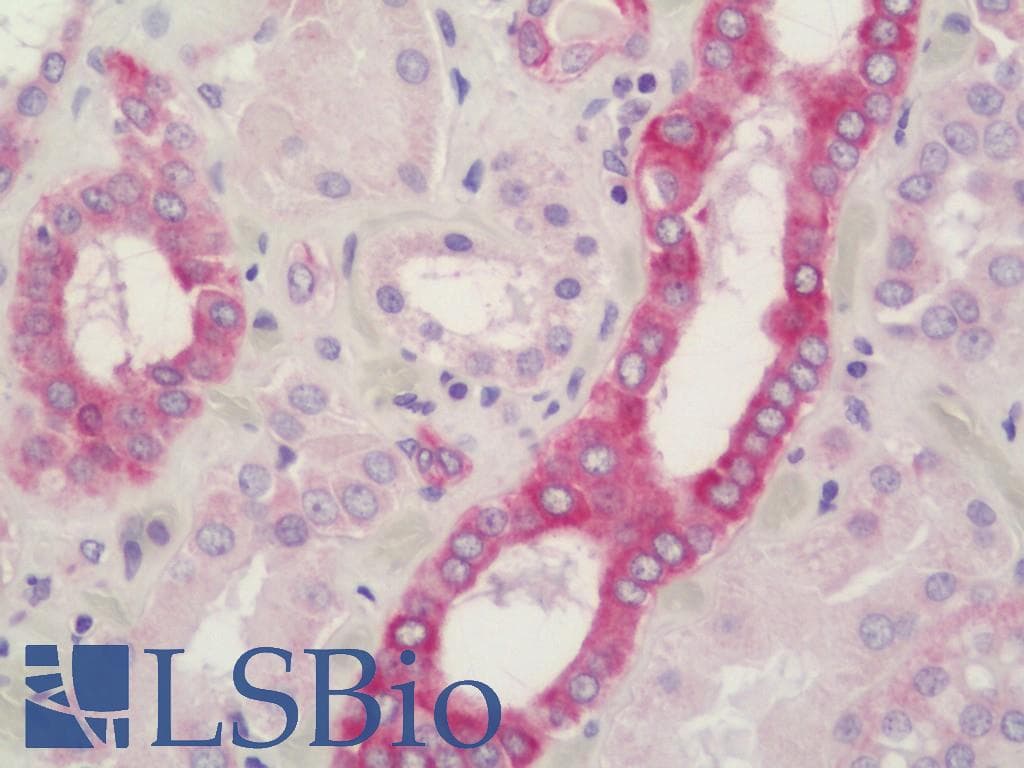 IHC-plus™ APOL1 / Apolipoprotein L Antibody (aa261-310)