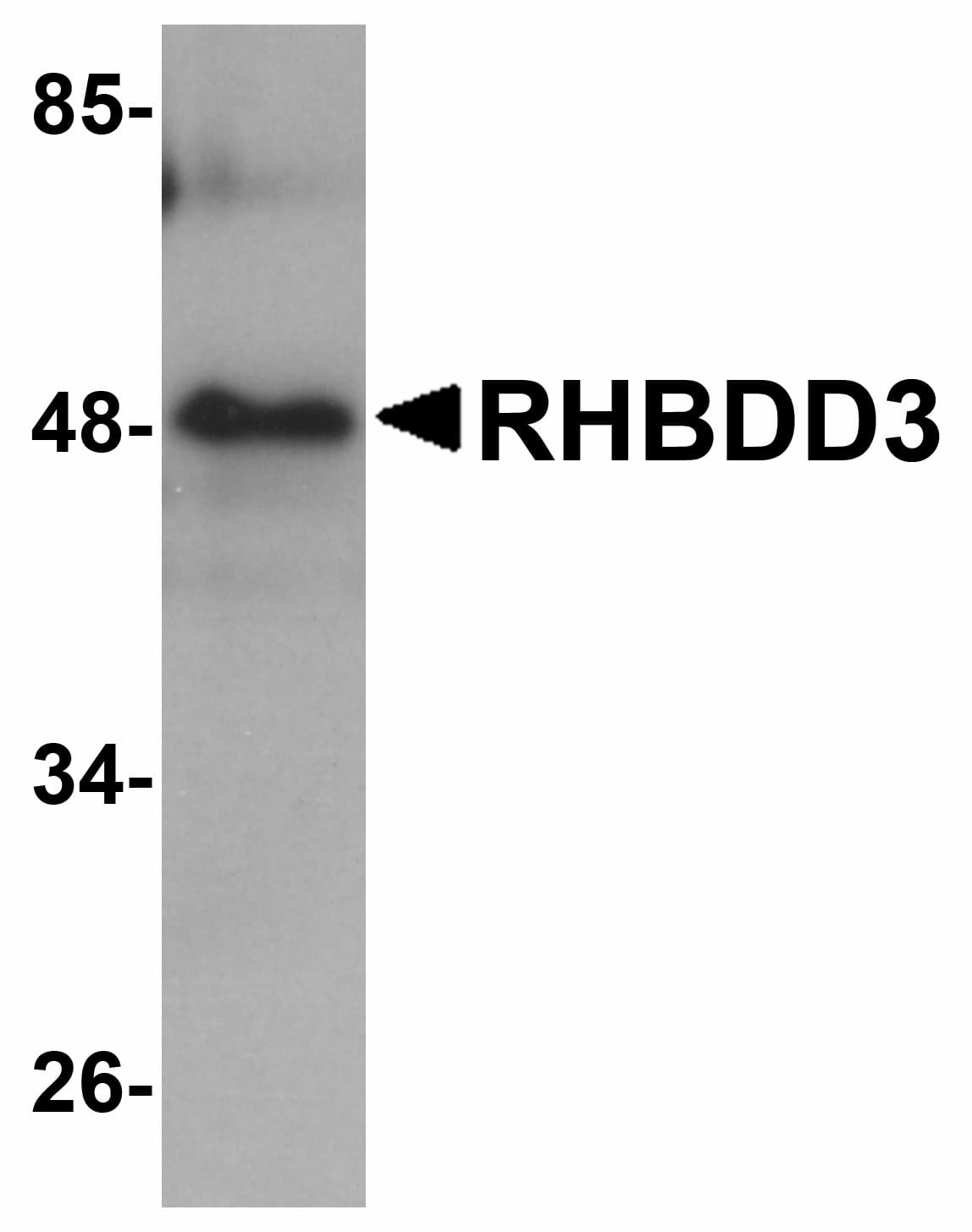 IHC-plus™ RHBDD3 Antibody