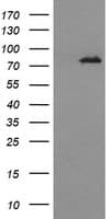 DNM1L / DRP1 Antibody (clone OTI3F3, Carrier-free)