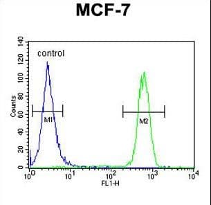 CDC37 Antibody (aa116-144)