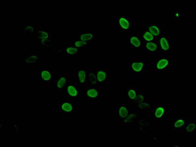 HIST1H3A Antibody