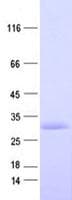 Human ZNF2 Protein (Recombinant His, N-Terminal)