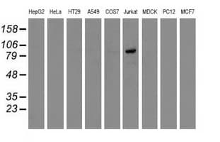 OSBPL11 Antibody (clone OTI6A6)