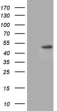 CHIA / Amcase Antibody (clone OTI1B8, Carrier-free)