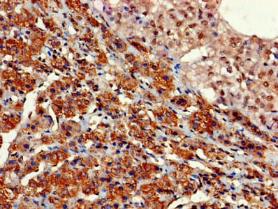 GNG11 Antibody